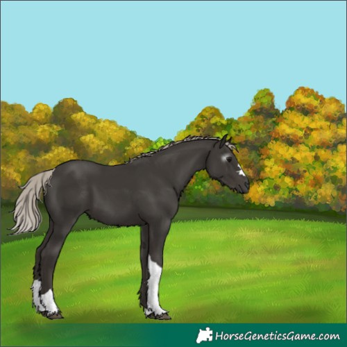 Horse Color:Gray Silver Black Tobiano