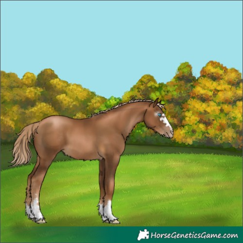 Horse Color:Gray Chocolate Palomino Pearl