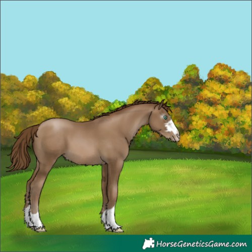 Horse Color:Gray Smoky Black Pearl 