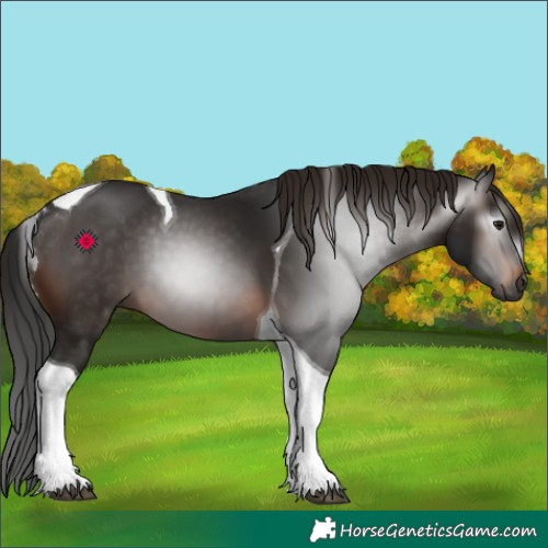 Horse Color:Gray Brown Tobiano