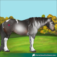 Horse Color:Gray Brown Tobiano