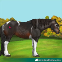 Horse Color:Gray Brown Tobiano 