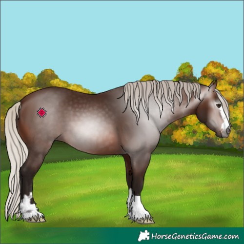 Horse Color:Gray Silver Bay 