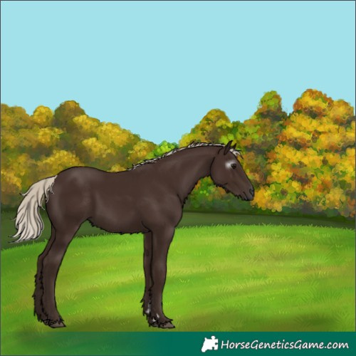 Horse Color:Gray Silver Black