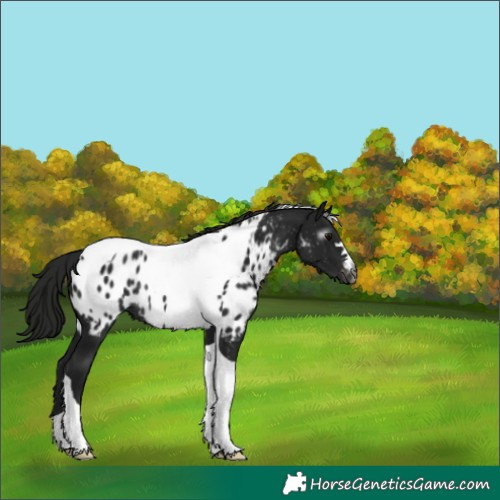 Horse Color:Gray Black Tobiano Appaloosa Rabicano 