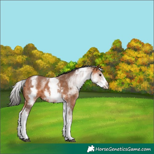 Horse Color:White Spotted Bay 