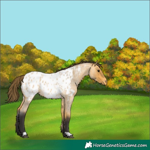 Horse Color:Buckskin Roan Appaloosa