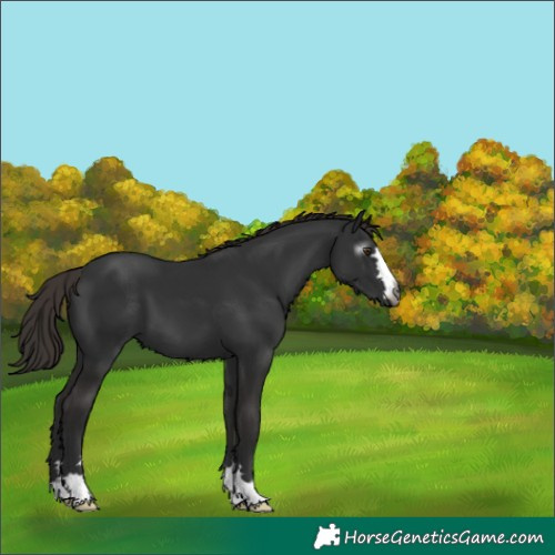 Horse Color:Gray Liver Chestnut