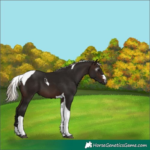 Horse Color:Gray Silver Brown Tobiano