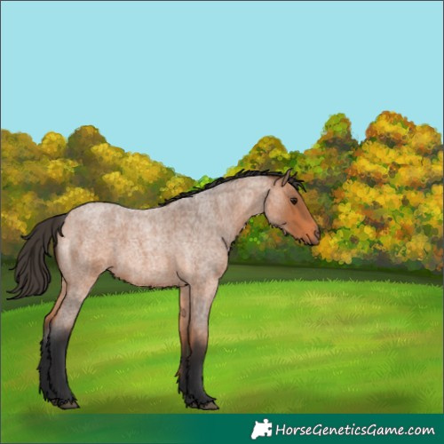 Horse Color:Bay Roan 
