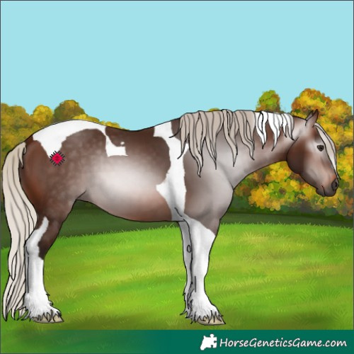 Horse Color:Gray Silver Bay Tobiano