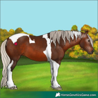 Horse Color:Gray Silver Bay Tobiano 