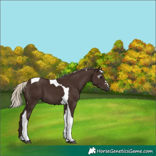 Horse Color:Gray Silver Black Tobiano