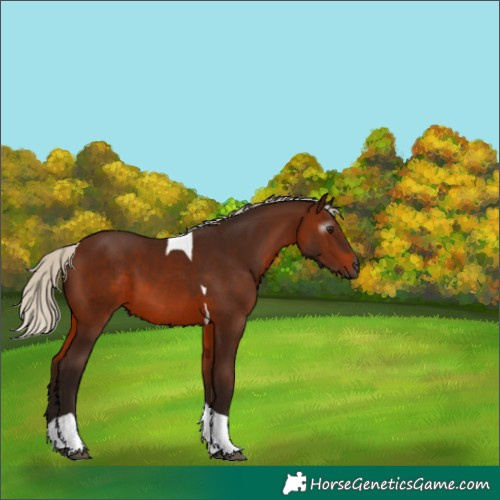 Horse Color:Gray Silver Bay Tobiano