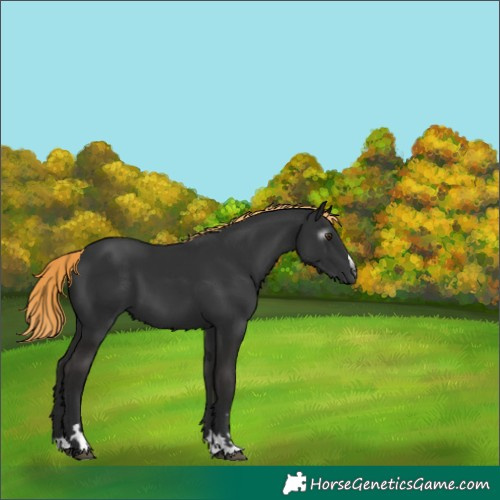 Horse Color:Gray Liver Chestnut 