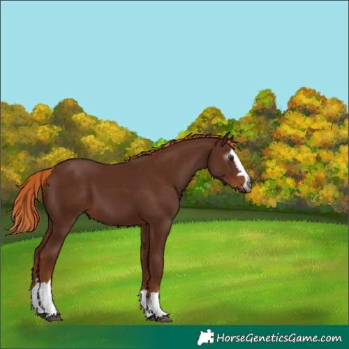 Horse Color:Gray Chestnut 