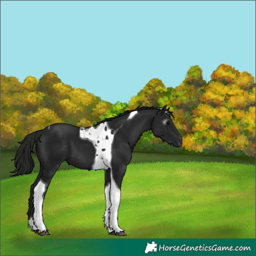 Horse Color:Gray Black Tobiano 