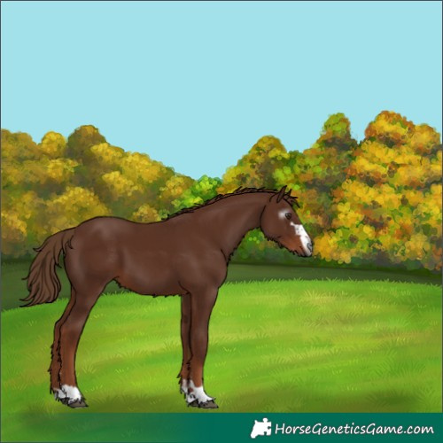 Horse Color:Gray Chestnut 