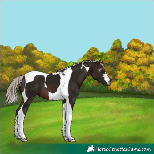 Horse Color:Gray Silver Brown Tobiano 