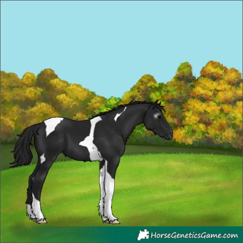 Horse Color:Gray Black Tobiano