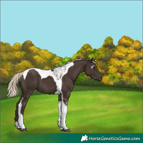 Horse Color:Gray Silver Black Tobiano 