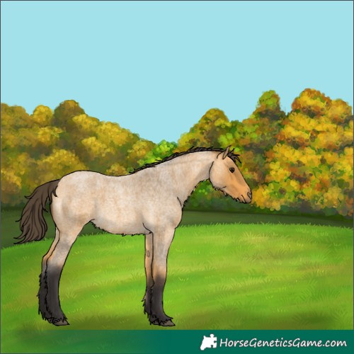 Horse Color:Buckskin Roan 