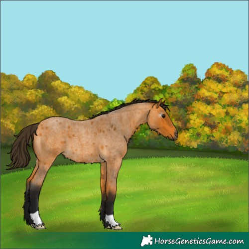 Horse Color:Gray Buckskin Roan 