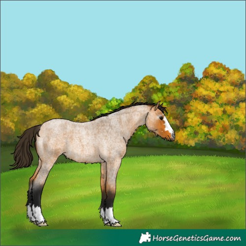 Horse Color:Gray Buckskin Roan 