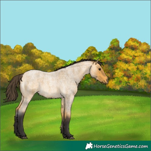 Horse Color:Buckskin Roan 