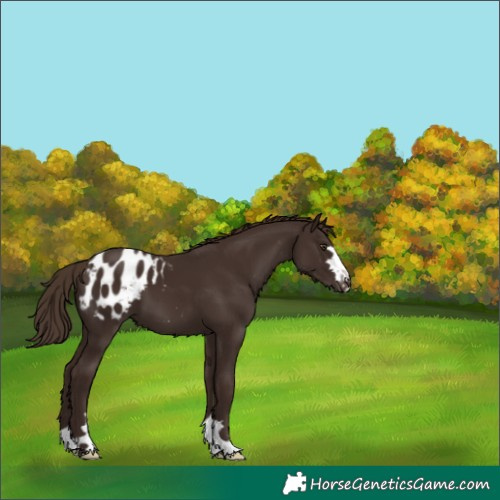 Horse Color:Liver Chestnut Appaloosa 