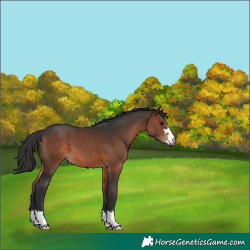 Horse Color:Brown 