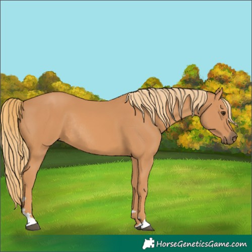 Horse Color:Chestnut Rabicano 