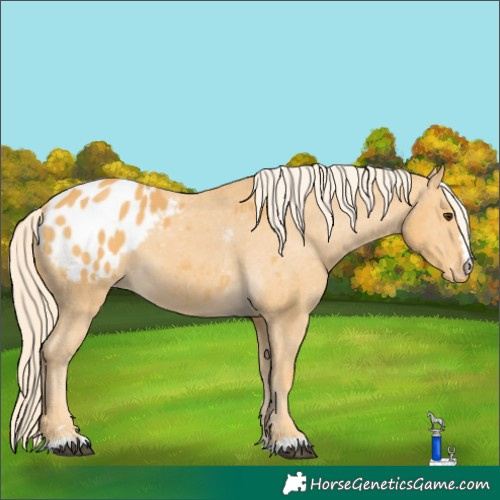 Horse Color:Unknown 