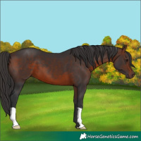 Horse Color:Brown 