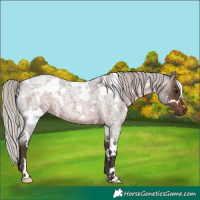 Horse Color:White Spotted Silver Brown Roan