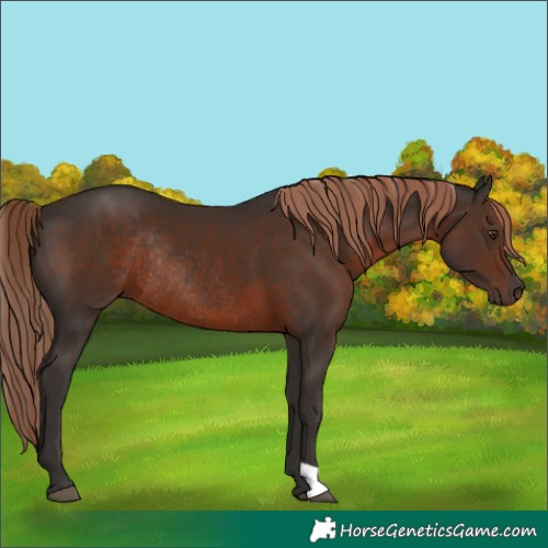 Horse Color:Liver Chestnut Rabicano 