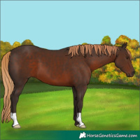 Horse Color:Liver Chestnut 