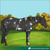 Horse Color:White Spotted Black Rabicano