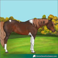 Horse Color:Liver Chestnut Tobiano