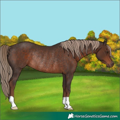 Horse Color:Liver Chestnut Rabicano 