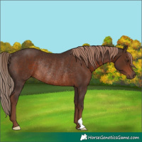 Horse Color:Liver Chestnut Rabicano 