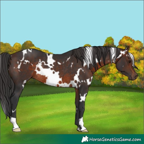 Horse Color:White Spotted Brown Rabicano 