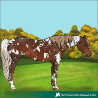 Horse Color:White Spotted Liver Chestnut 