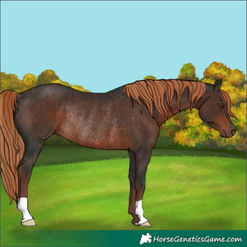 Horse Color:Liver Chestnut Rabicano 