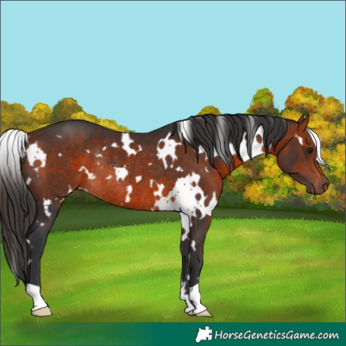 Horse Color:White Spotted Brown Rabicano 