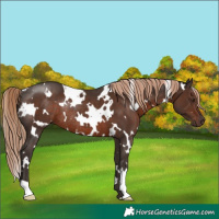 Horse Color:White Spotted Liver Chestnut Rabicano 