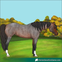 Horse Color:Bay Roan 