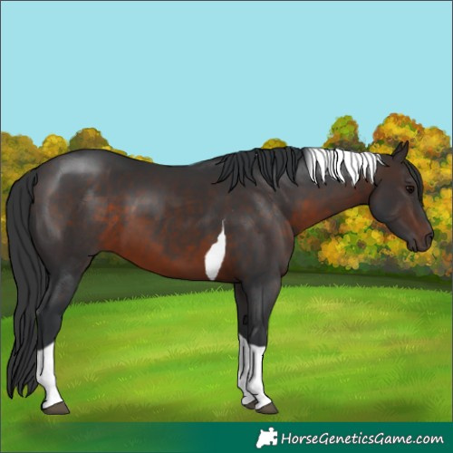 Horse Color:Brown Tobiano 