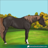 Horse Color:Liver Chestnut 