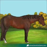 Horse Color:Liver Chestnut 